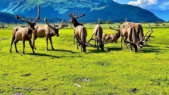 美國阿拉斯加州費爾班克斯迪納利公園動物邂逅+巴士觀光一日遊