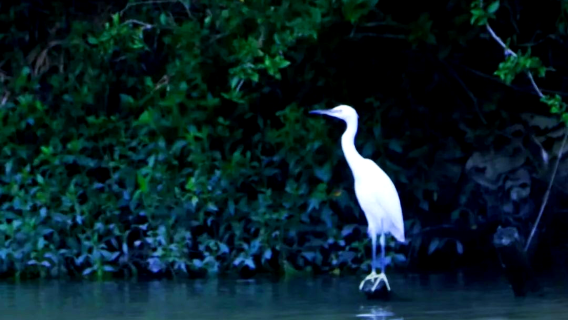 Jiangmen Private Charter Day Tour: 33 Historical Street + Bird Paradise + China Qiaodu Overseas Chinese Museum