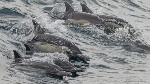 San Pedro: crociera per l'osservazione di delfini e balene a West Harbor, LA