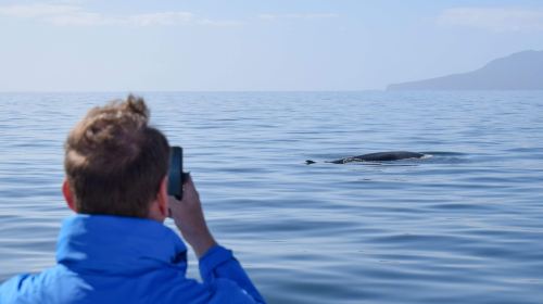 Auckland Hauraki Gulf Whale and Dolphin Sightseeing Cruise Ticket Transport Passes