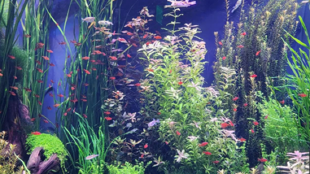 美國亞特蘭大-佐治亞理工學院-植物園【中文專車-愜意舒適】