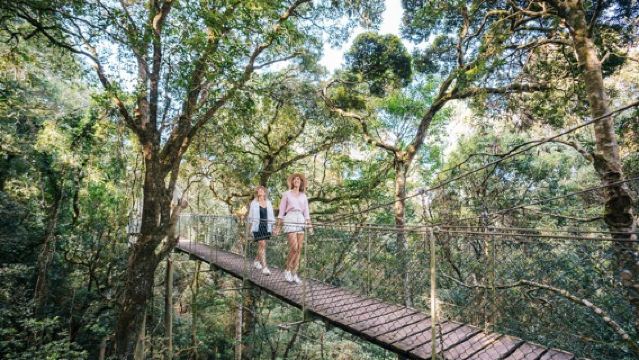 Parque Nacional Lamington, O'Reilly's y recorrido por viñedos