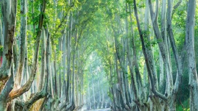 南京總統府+牛首山文化旅遊區+中山陵景區+美齡宮+夫子廟1日