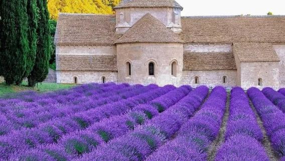 [Mencari Impian di Provence "Mimpi di Sebalik Tirai" Lawatan Sehari] | Pemandu Pelancong Berbahasa Cina | Pemandu Berbahasa Cina | Sewaan Peribadi + Penyesuaian Itinerari | Ambil di Lapangan Terbang dengan Papan Tanda