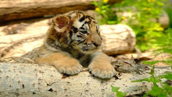 Harbin - Lawatan Sehari ke Taman Harimau Siberia + Pekan Bergaya Rusia