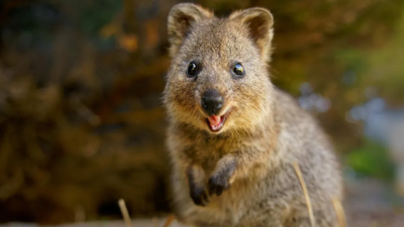 Excursión de un día al Symbio Wildlife Park y Wollongong desde Sídney