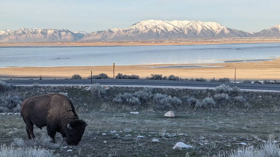 Amerika Syarikat Salt Lake City - Great Salt Lake - Taman Negeri Pulau Antelope - Bison Amerika Utara [Kereta Khas - Kebebasan Penuh]