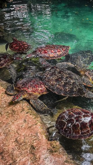 Zanzibar Nature Experience: Jozani Forest, Spice Farm & Salaam Cave with Turtles