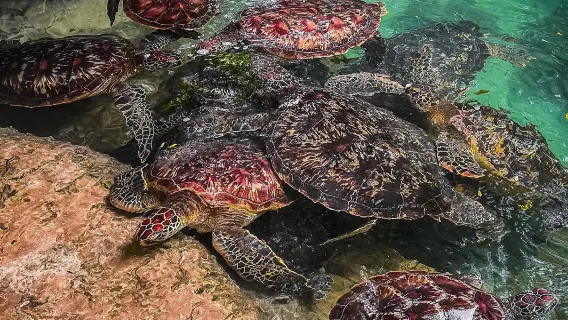 Zanzibar Nature Experience: Jozani Forest, Spice Farm & Salaam Cave with Turtles