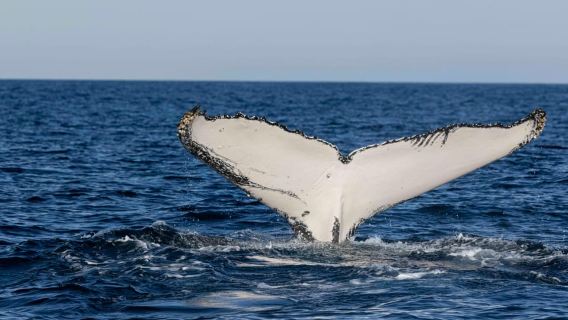 Byron Bay Whale Watching with Marine Biologist