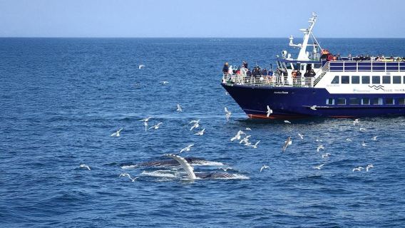 Reykjavik whale watching 1-day tour from the old harbor (English join-in tour)
