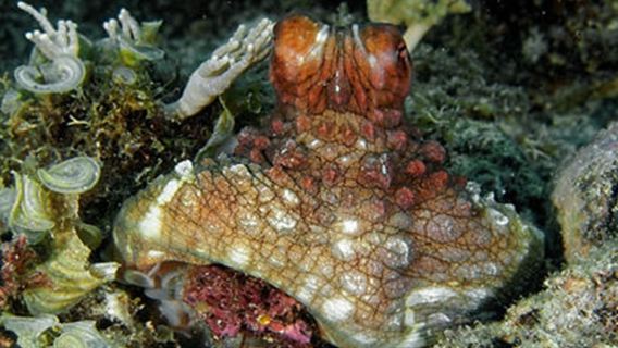 Zanzibar: Discover Scuba Diving Experience