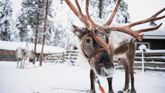 Rovaniemi: Snowmobile Tour and Reindeer Experience