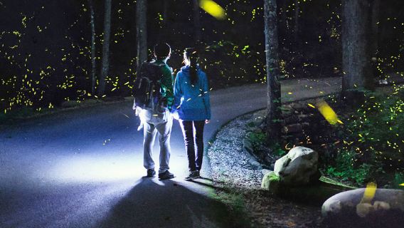 仙本那紅樹林一日遊丨偶遇長鼻猴丨浪漫夕陽美景丨夢幻螢火蟲