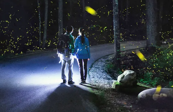 仙本那紅樹林一日遊丨偶遇長鼻猴丨浪漫夕陽美景丨夢幻螢火蟲