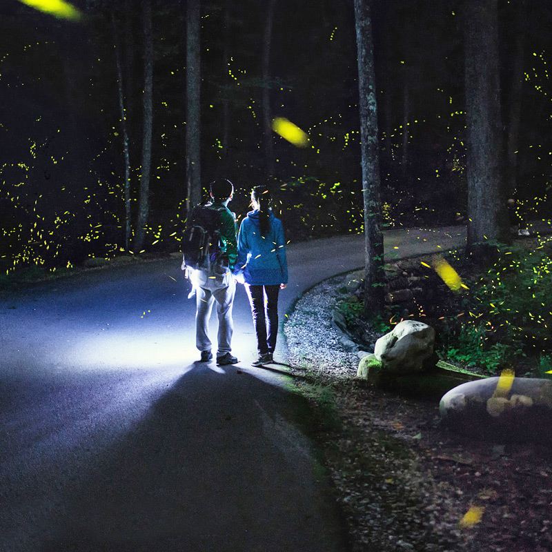 仙本那紅樹林一日遊丨偶遇長鼻猴丨浪漫夕陽美景丨夢幻螢火蟲