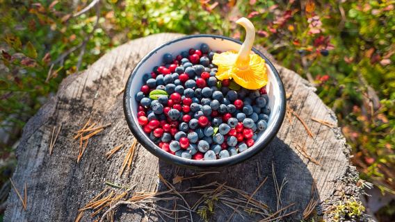Лето в Лапландии: сбор ягод и грибов в дикой природе, барбекю в первобытном лесу, рыбалка на озере и сауна в Рованиеми, Финляндия .
