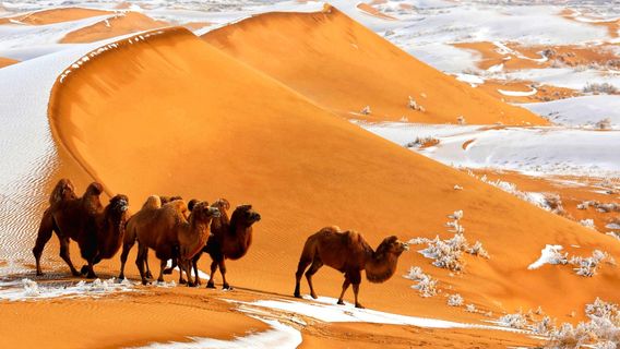 Dalad BannerTours