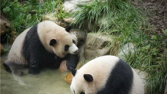 都江堰パンダバレー半日ツアー【舒小江2時間ファンガイド+入場券を除く】