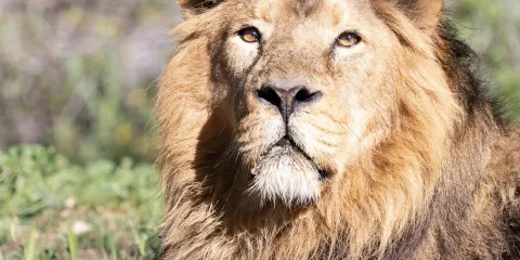 馬德里動物園水族館:入場門票