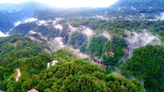 Depart from Chengdu: Ya'an-Bifengxia+Jinfeng Temple one-day tour with private charter and Multilingual guide C