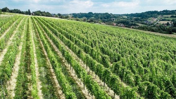 Wieliczka: Vineyard Visit and Wine Tasting from Krakow