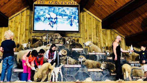 New Zealand Rotorua Farm Sheep Shearing Show + Animal Interaction Tractor Tour-Special activity