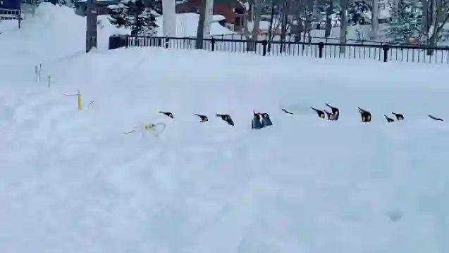 日本旭川札幌-美瑛青池富良野/可小樽登別北海道包車-精選