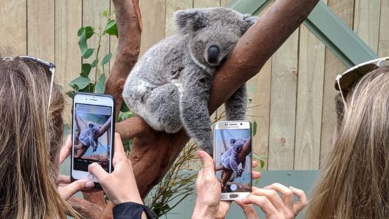 Sydney: Wildlife, Waterfalls and Wine Small Group Tour