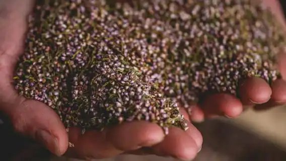 Whitby: Guided Distillery Tour with Gin Tasting