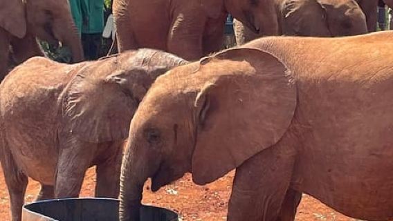 Nairobi:National Park,Elephant Orphanage&Giraffe Center Tour