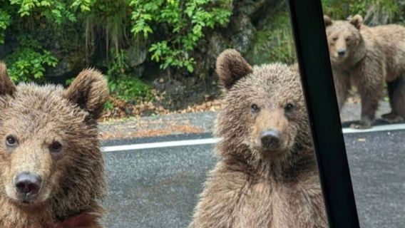 Small group max 7 - Bears Safari on Top Gear -Transfăgărășan
