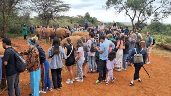 Excursion d'une journée au parc national de Nairobi et au Sheldrick Elephant Trust