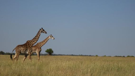Nakuru