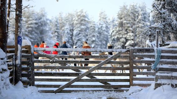 Kuusamo: visita alla fattoria delle renne
