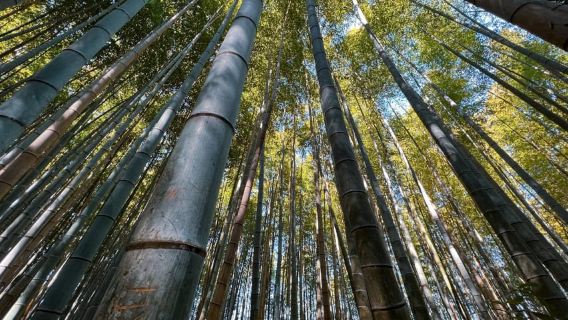 Kyoto: tour di Arashiyama e della foresta di bambù