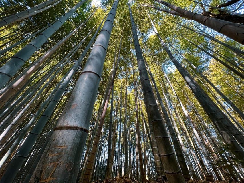 Kyoto: tour di Arashiyama e della foresta di bambù