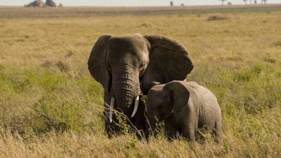 Excursión de 1 día al Parque Nacional Tarangire