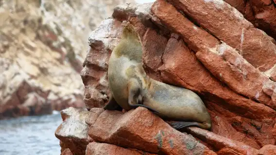 จากลิมา: วันเต็มๆ ที่หมู่เกาะ Ballestas และ Huacachina ที่น่าประทับใจ