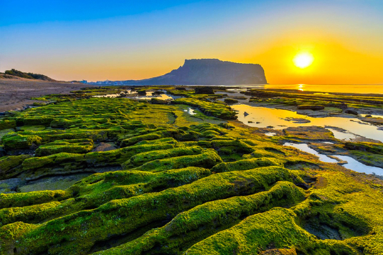 雪綠茶博物館+山茶花之丘+柱狀節理帶+橘子咖啡一日遊【包車】