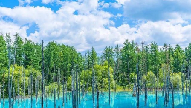 Berlepas dari Sapporo, Jepun | Lawatan Sehari ke Kolam Biru + Air Terjun Shirahige [Pokok Krismas Viral Hokkaido]