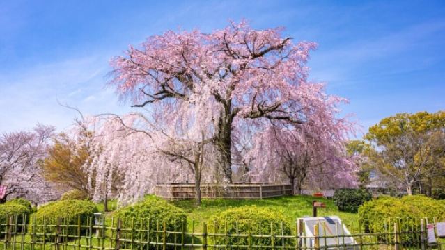 日本札幌+大通公園+白色戀人公園一日遊/行程可調-可定制多日