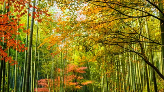 帶娃遊南山竹海，索道助力輕鬆一日遊 （50人團建組合）