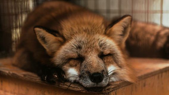 日本仙台+狐狸村+藏王連峯+御釜+銀山溫泉【 飯店接駁】