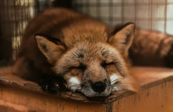 日本仙台+狐狸村+藏王連峯+御釜+銀山溫泉【包車酒店接送】