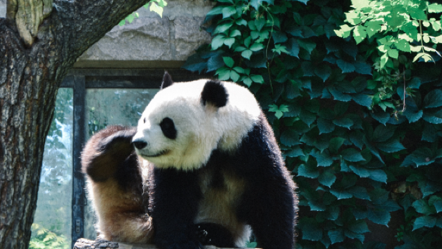 成都都江堰熊貓谷＋都江堰景區 包車遊 【成都出發】