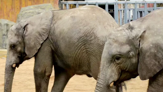 淹城野生動物世界+車接車送+導遊講解【10人小團】