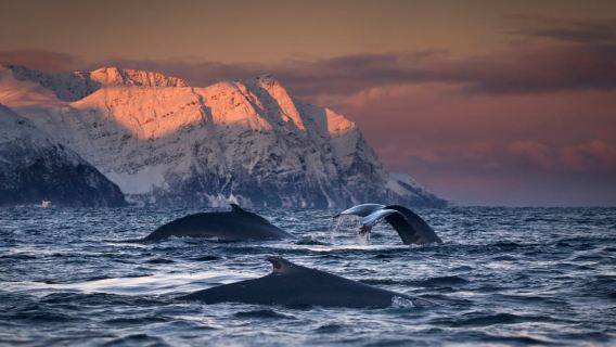 Norway Whale Watching 1-day tour[China Ship Whale Watching Cruise + Tromsø round-trip]