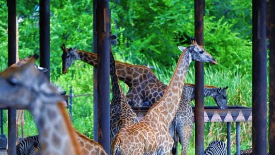 Private Car Safari World Bangkok Day Tour|Private tour|Hotel transfer|Includes admission ticket