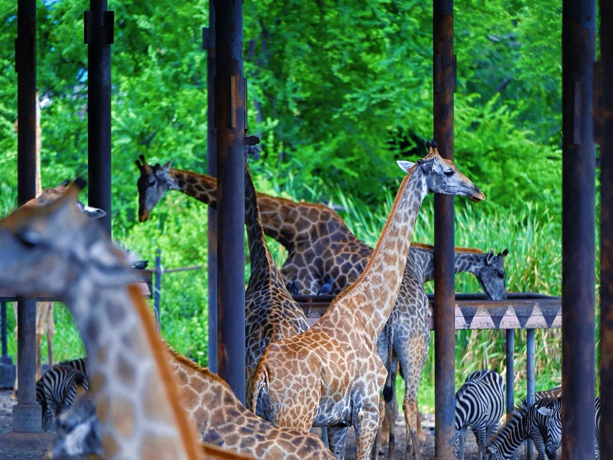 Private Car Safari World Bangkok Day Tour|Private tour|Hotel transfer|Includes admission ticket